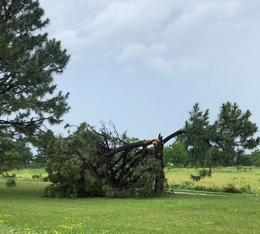 Cracked tree